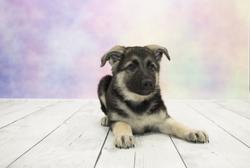  German Shepherd with colorful springtime background