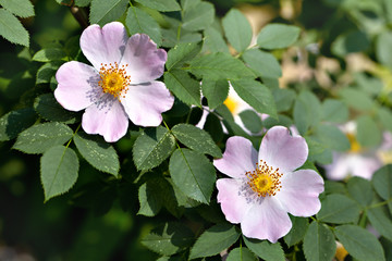Pink flowers of a dogrose on a green background, soft focus. Indistinct background. Spring season