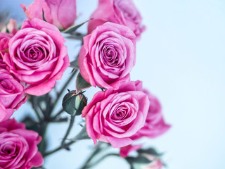 Fototapeta na wymiar Pink roses on a blue background