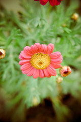 Gazania garden plant in flower.Pink and red