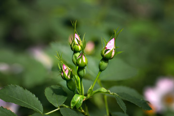 Unblown buds of flowers of a dogrose on a green background, soft focus. Spring season