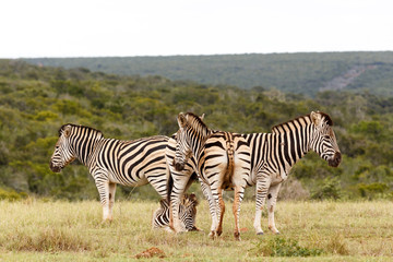 Zebra standing in a T shape