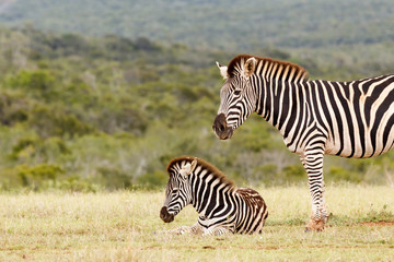 Fototapeta na wymiar Zebra watching over her baby