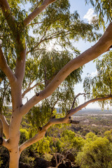 Canopy of eucalyptus tree in outback Queensland, Australia, high view point