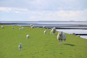 Nordseedeich mit Wattenmeer und Schafen