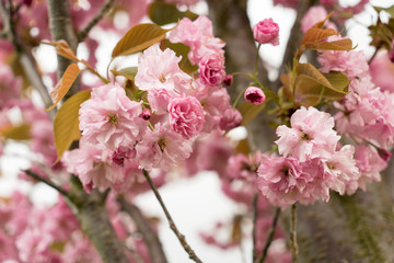 Obraz premium Kirschbaum / blühender Kirschbaum mit vielen Blüten