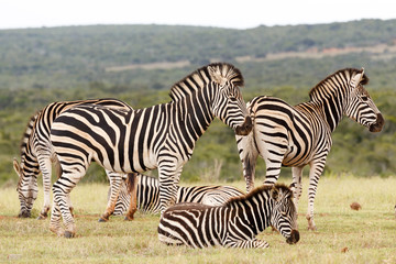 Zebras waiting together to drink some water