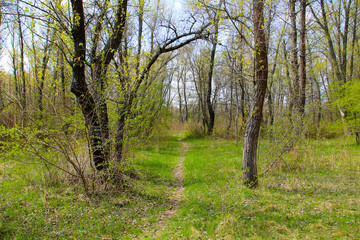 Fototapeta na wymiar Footpath in spring green forest