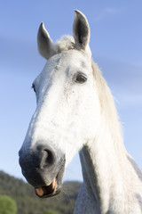 White mare