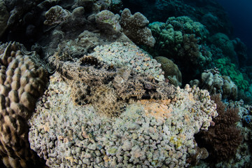 Naklejka na ściany i meble Crocodilefish Lying on Dead Coral Colony