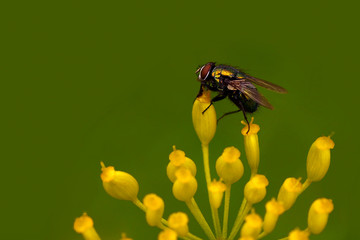 Fly