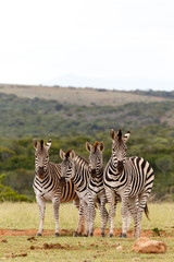 Fototapeta na wymiar The Zebra family pose