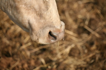 Fototapeta premium cow on the farm