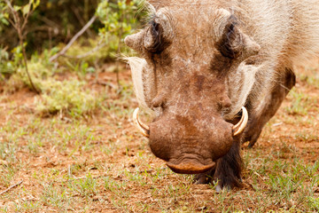 Warthog bowing to eat some grass