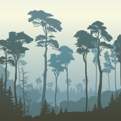 Fototapeta premium Square illustration of forest with tall pines.
