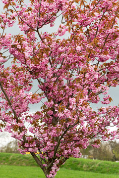 Kirschbaum / blühender Kirschbaum mit vielen Blüten