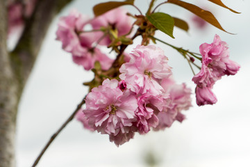 Kirschbaum / blühender Kirschbaum mit vielen Blüten