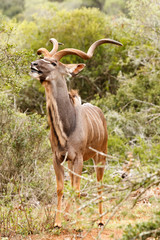 Kudu breaking a leaf from the tree