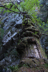 Fallen tree over a river in Serra da Lousa. Coimbra, Portugal