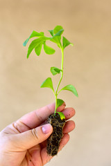 Stevia young seedling