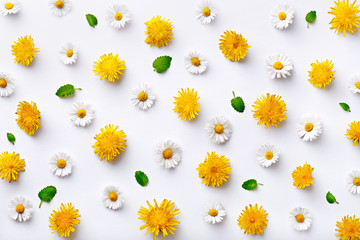 Daisy and dandelion pattern. Flat lay spring and summer flowers with green leaf on a white background. Repeat concept. Top view
