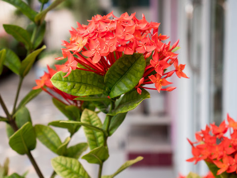 red ixora flower; Rauvolfia serpentine