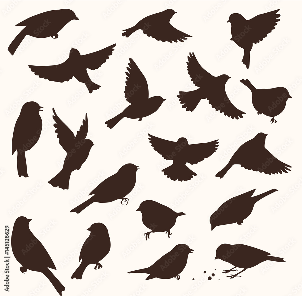 Wall mural vector set of bird silhouette. sitting and flying birds