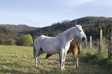Foal and mare
