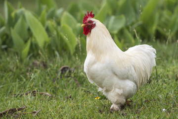 White chicken with a red crown on a farm with a shallow depth of field and copy space