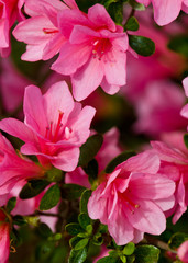 Obraz premium Beautiful pink azaleas in full bloom