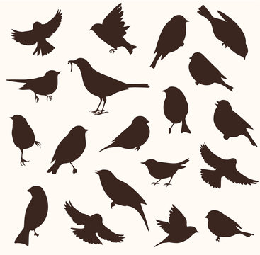 Vector set of bird silhouette. Sitting and flying birds