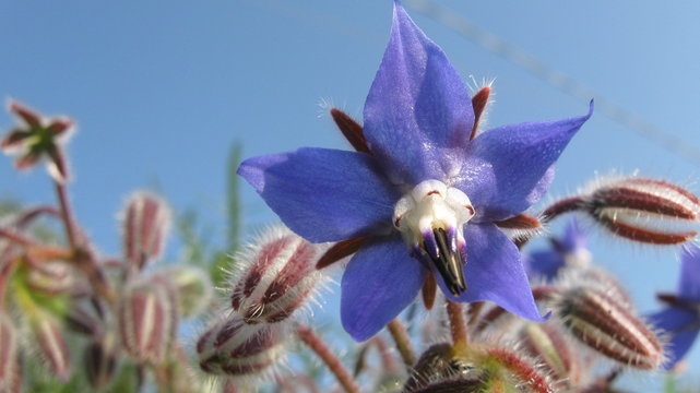 Fiori blu spontanei