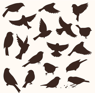 Vector set of bird silhouette. Sitting and flying birds