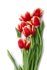 Bouquet of red tulips isolated on a white background. Natural flowers. View from above. Selective focus. Cope space.