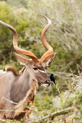 Kudu standing and watching the bird