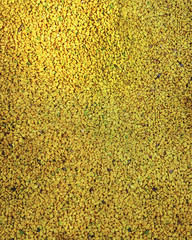 Natural background of seeds of shamballa (helba). Wellness plant and aromatic spice. Trigonella foenum-graecum.