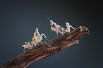 Duo Mantis