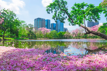 Flowers of pink trumpet trees are blossoming in  Public park of Bangkok, Thailand