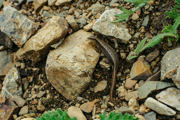 Sand lizard hiding among the rocks (Lacerta agilis).