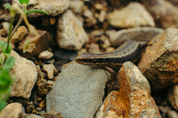 Sand lizard hiding among the rocks (Lacerta agilis).