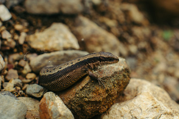 Sand lizard hiding among the rocks (Lacerta agilis).