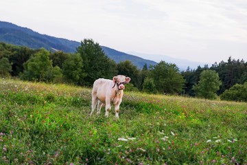 Calf on pasture.