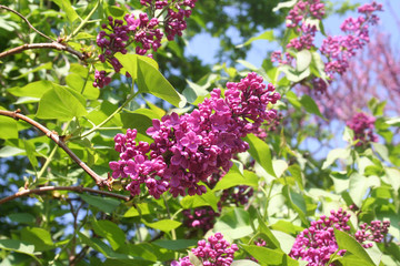 Buddleja davidii in giardino. Cespuglio dai fiori rosa.