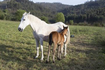 Foal and mare