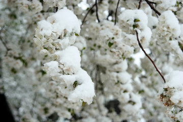 Covered with snow blossoming cherry