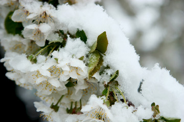 Branch blossoming cherry in spring in the cold snow