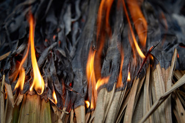 Fire burning dry leaves.