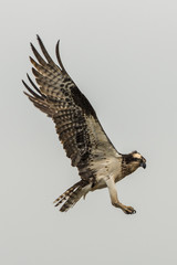 Close up of an osprey coming in for a landing isolated against a gray sky
