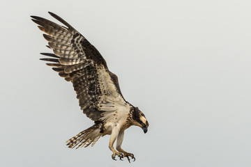Close up of an osprey coming in for a landing isolated against a gray sky