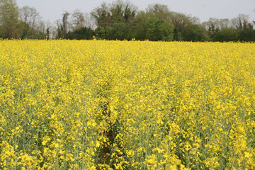 Campo di colza in fiore